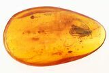 Detailed Fossil Planthopper and True Midge In Baltic Amber #275427-1